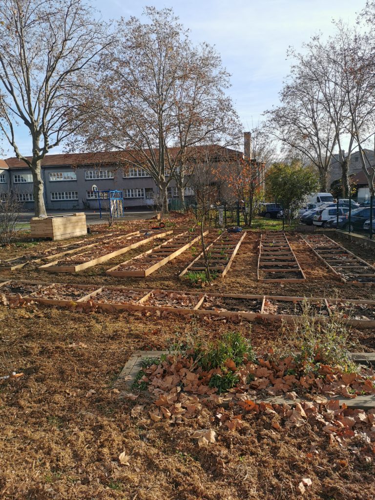 Parcelles potagères tracées au sol, en cours d'aménagement, sous de grands arbres en automne
