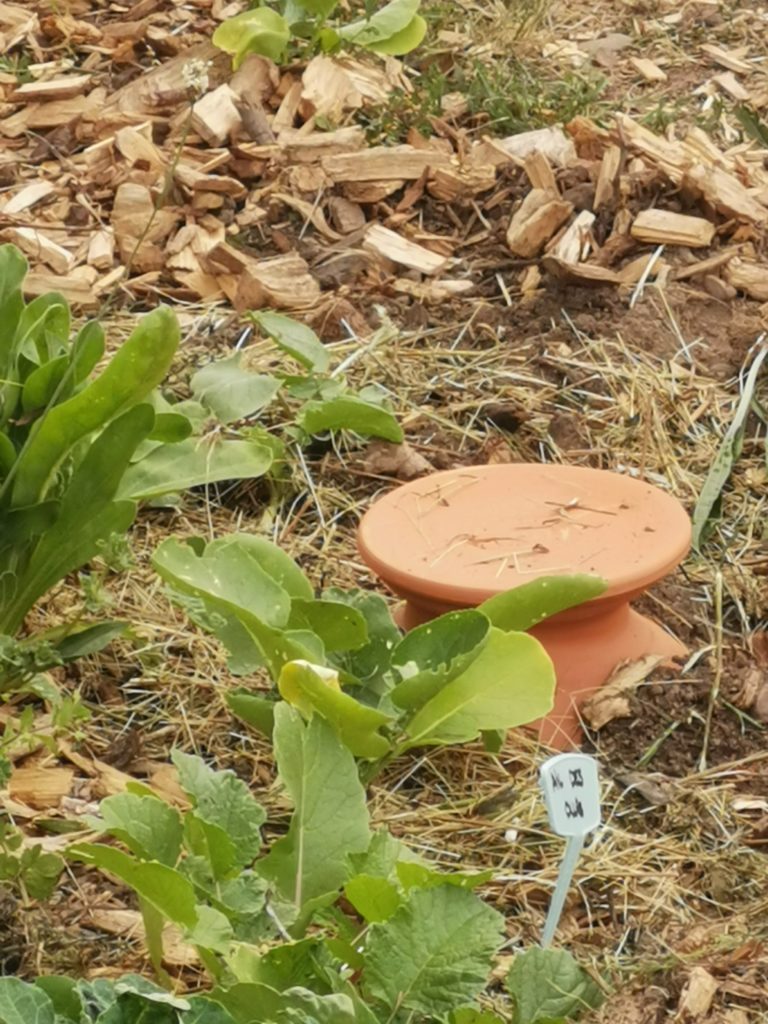 Jeune pousse émergeant d'un paillage de copeaux de bois