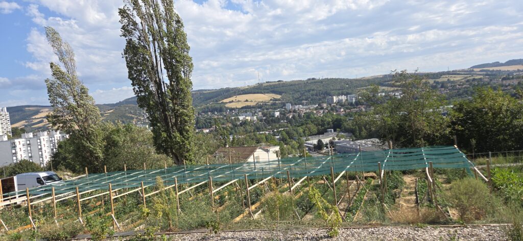 Grand jardin Peyrard à Saint-Étienne après aménagement : rangées de cultures sous ombrière avec vue sur la ville